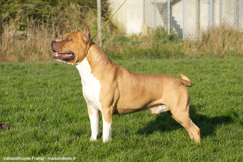 CH. rebel and proud Ch.dee-dee ramone