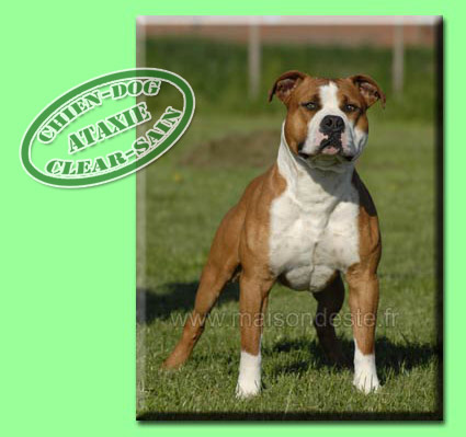 Publication : De la Maison d'Este Auteur : F.vanoosthuyse