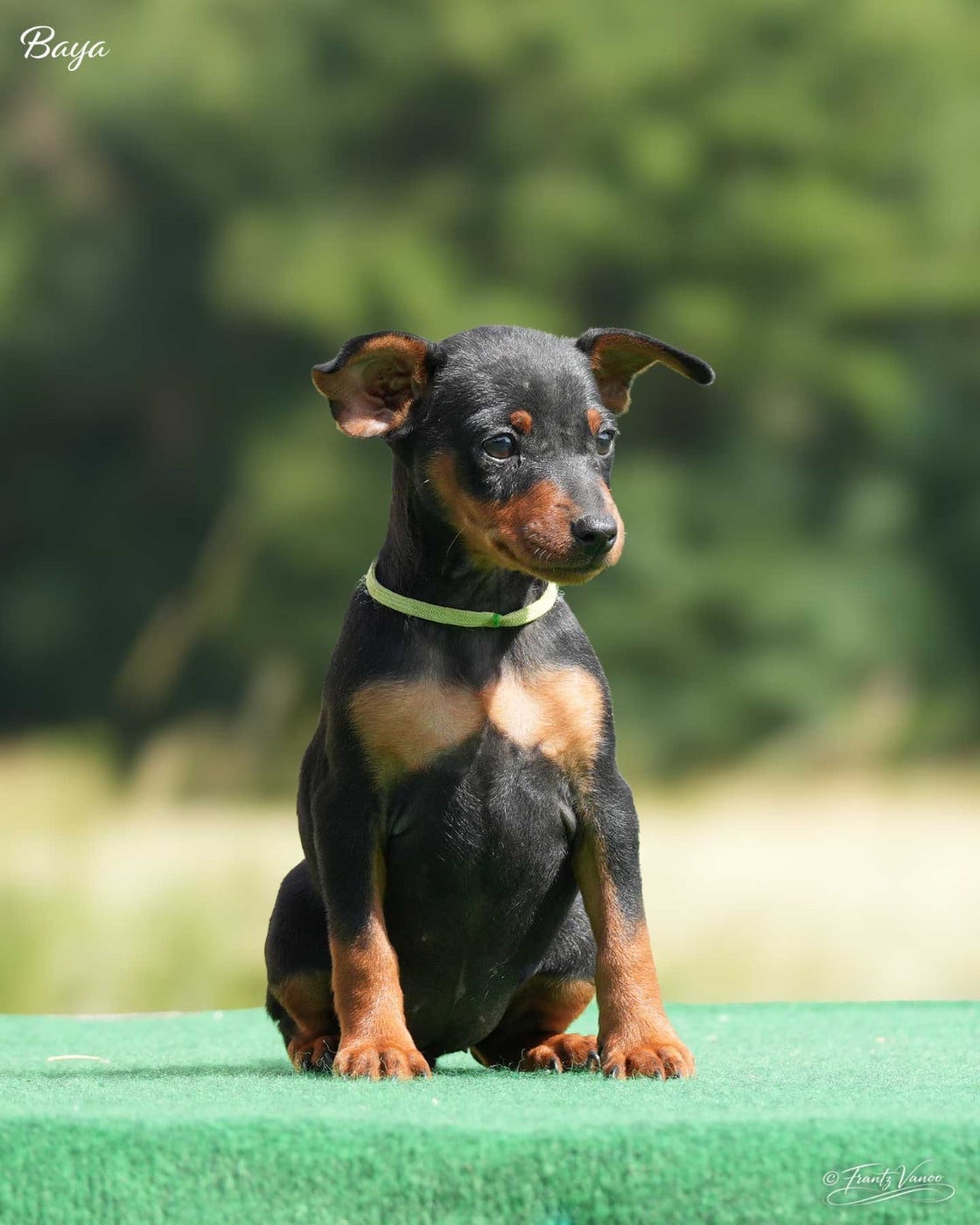 BAYA - Collier vert