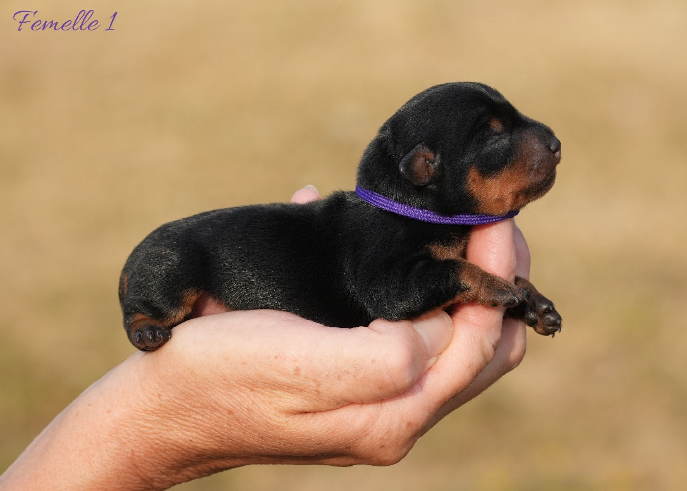 FEMELLE 1 / collier violet