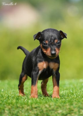 Les chiots de Pinscher nain