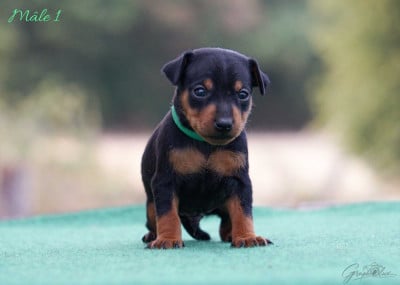 Les chiots de Pinscher nain