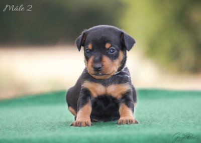 Les chiots de Pinscher nain