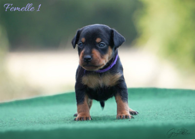 Les chiots de Pinscher nain