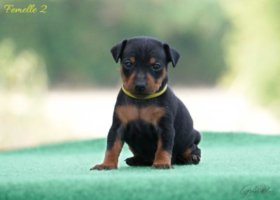 Les chiots de Pinscher nain