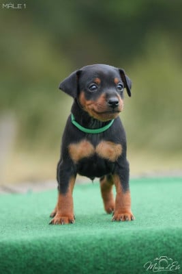Les chiots de Pinscher nain