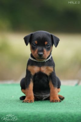Les chiots de Pinscher nain