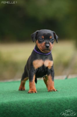 Les chiots de Pinscher nain
