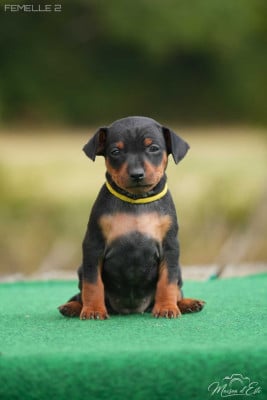 Les chiots de Pinscher nain
