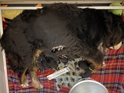 Les chiots de Bouvier Bernois