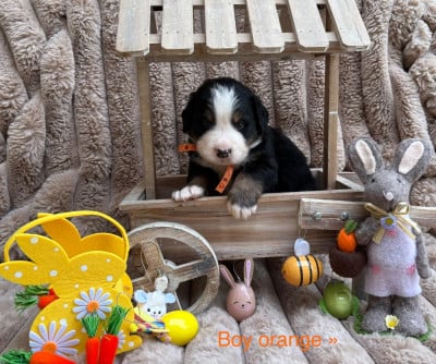 Les chiots de Bouvier Bernois