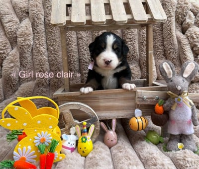 Les chiots de Bouvier Bernois