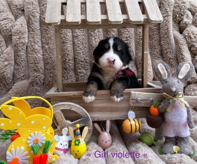 Les chiots de Bouvier Bernois