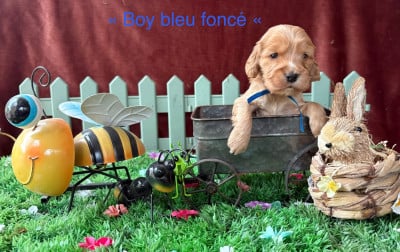 Les chiots de Cocker Spaniel Anglais