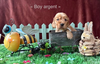 Les chiots de Cocker Spaniel Anglais