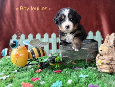 Les chiots de Bouvier Bernois