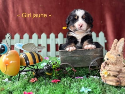Les chiots de Bouvier Bernois