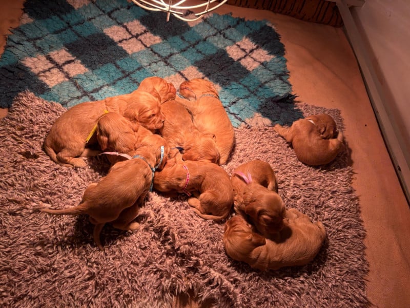 Cocker Spaniel Anglais - du domaine des matalis