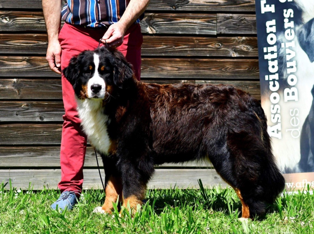 Sissi-reine de hongrie du domaine des matalis - Très bon (jeune)