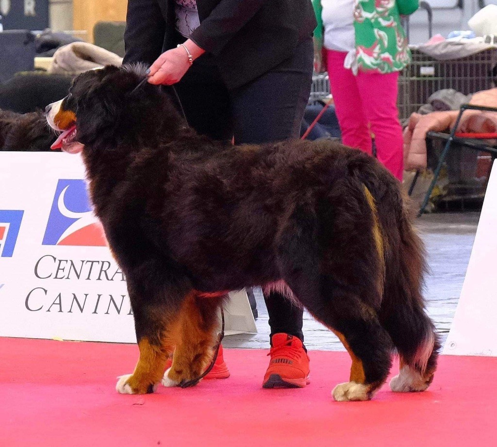 Sissi-reine de hongrie du domaine des matalis - 2ème excellent (vice-championne d?Europe jeune)