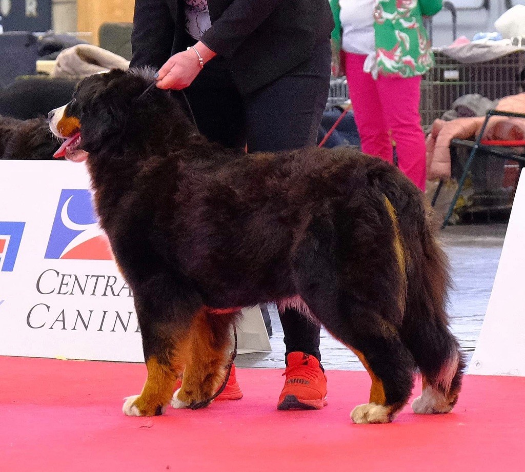 Sissi-reine de hongrie du domaine des matalis - 1ère excellent Meilleur jeune