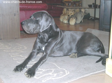 Publication : Du Domaine De Jappeloup Auteur : Michel Kowalski