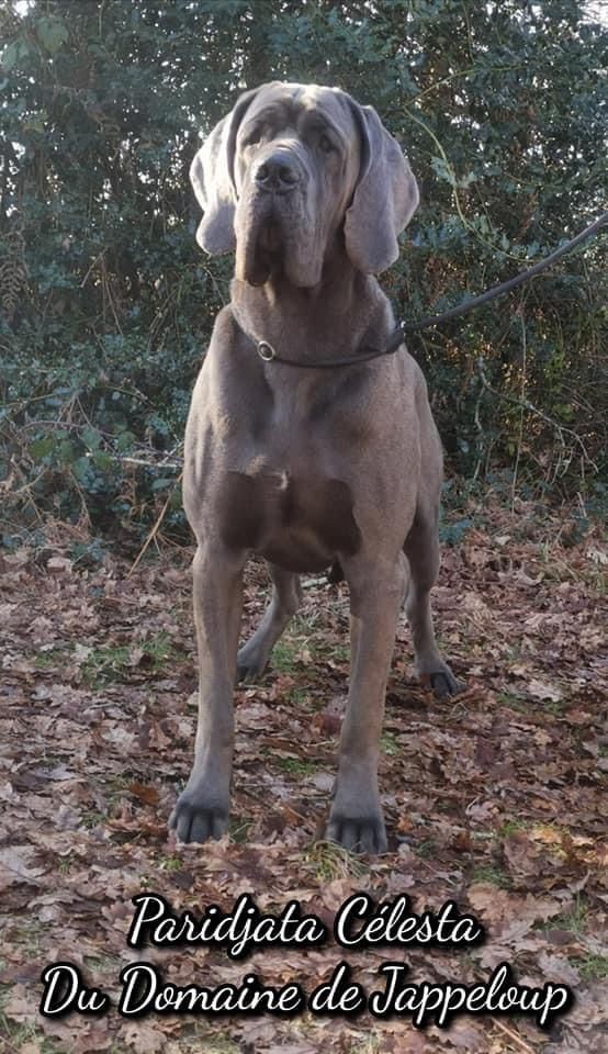 Publication : Du Domaine De Jappeloup Auteur : Domaine de jappeloup