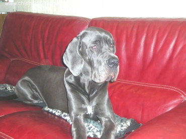 Publication : Du Domaine De Jappeloup Auteur : Michel Kowalski