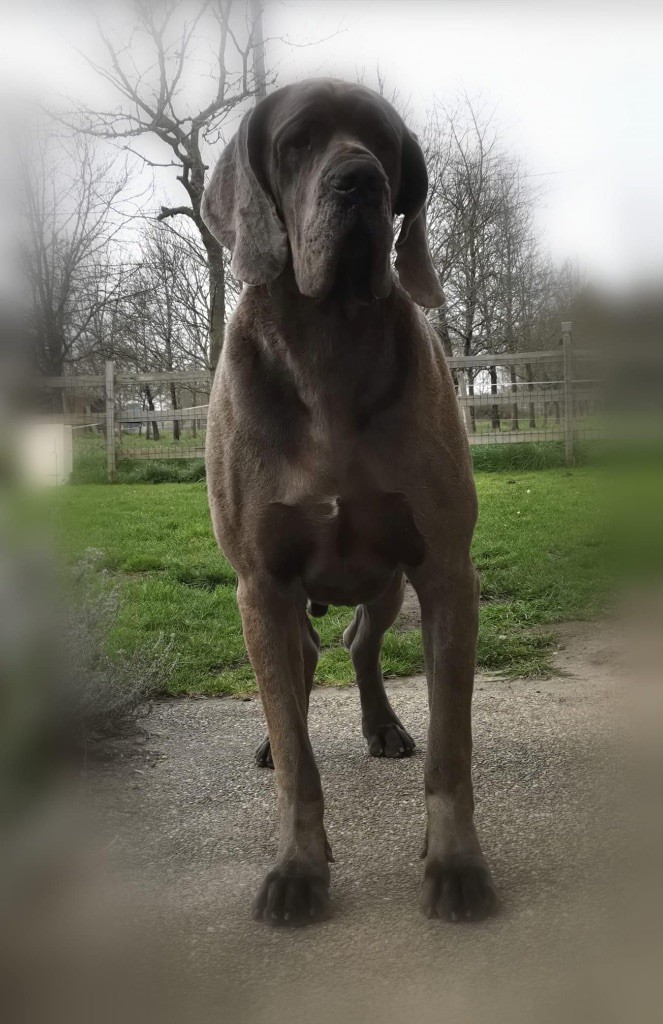 Publication : Du Domaine De Jappeloup Auteur : Domaine de jappeloup