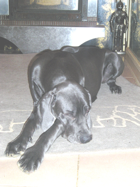 Publication : Du Domaine De Jappeloup Auteur : Michel Kowalski