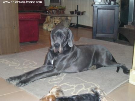 Publication : Du Domaine De Jappeloup Auteur : Michel Kowalski