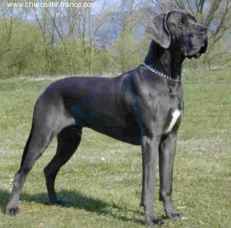 Publication : Du Domaine De Jappeloup Auteur : Michel Kowalski