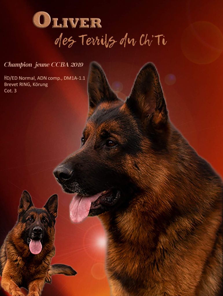 CH. Oliver des Terrils du Ch’ti