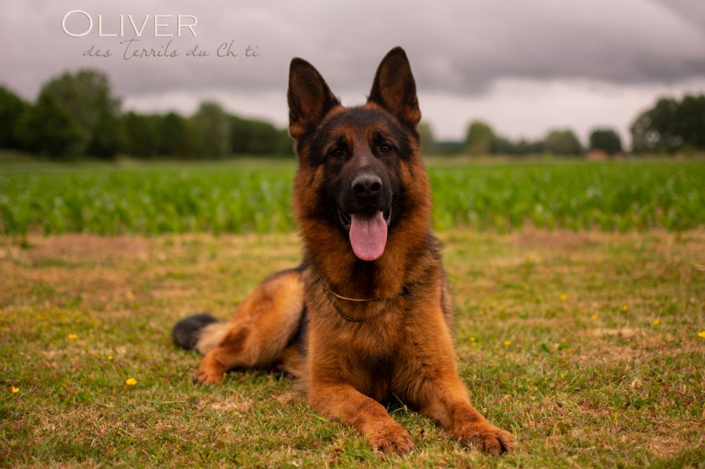 CH. Oliver des Terrils du Ch’ti