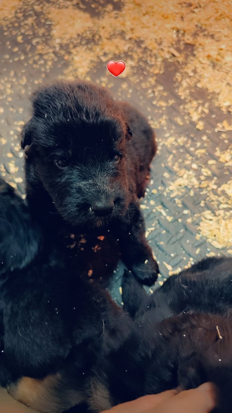 Berger Allemand - des Terrils du Ch’ti