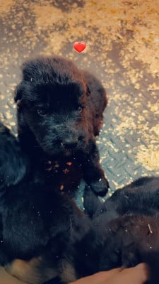 Les chiots de Berger Allemand