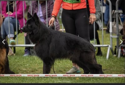 Les chiots de Berger Allemand