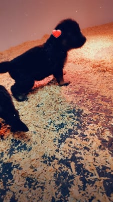 Les chiots de Berger Allemand