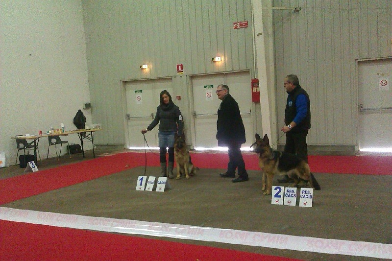 Fran fine des Terrils du Ch’ti - CACS CACIB