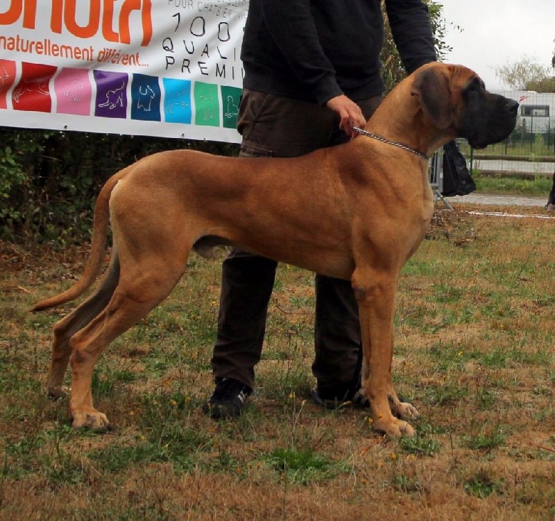 Lafayette von Doggen Kaiser - 3ème Exc, classe jeune