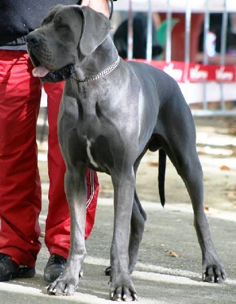 Heracles von Doggen Kaiser - Très Bon / Classe Jeune