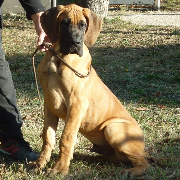 Lafayette von Doggen Kaiser - 1er Prometteur