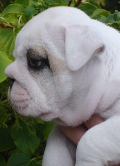 Publication : du soleil et de la lune Auteur : Patricia Rutkowski