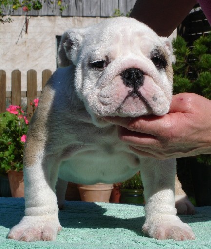 Publication : du soleil et de la lune Auteur : Patricia Rutkowski