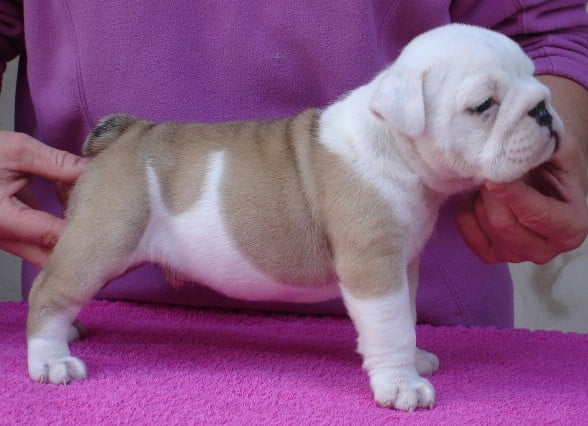 Publication : du soleil et de la lune Auteur : Patricia Rutkowski