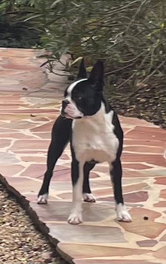 All i want is you amarok de l esprit du chien