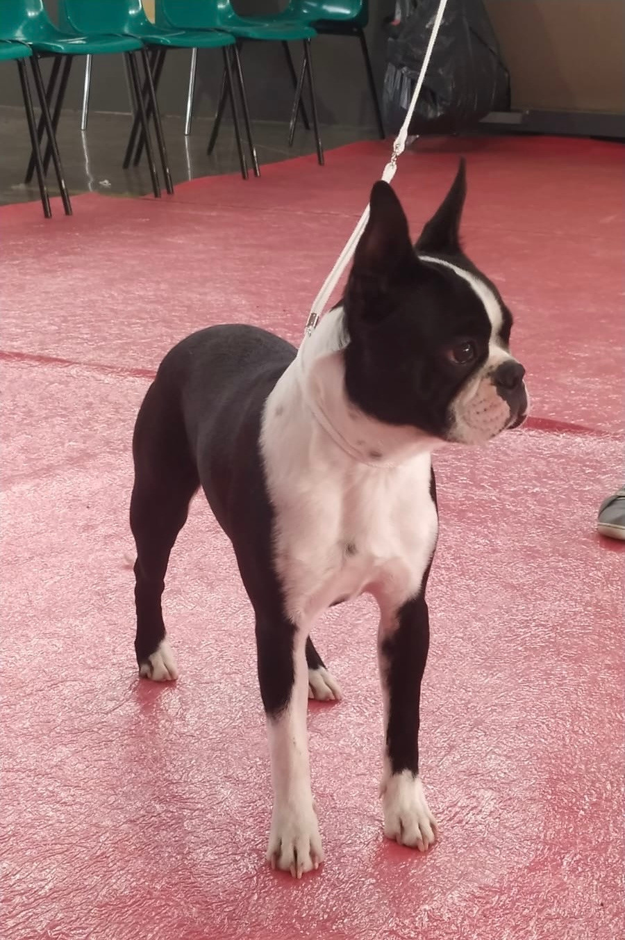 All i want is you amarok de l esprit du chien