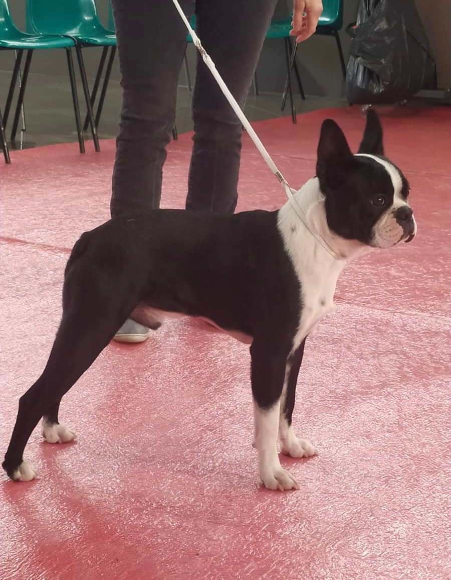 All i want is you amarok de l esprit du chien