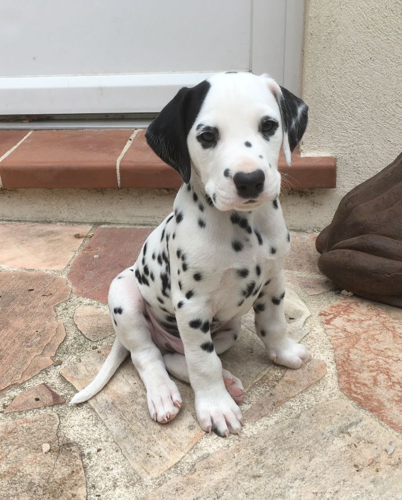 Chiot Elevage De La Borde Riva Eleveur De Chiens Dalmatien