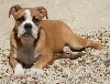 CH. Pickwick Kyra - Très prometteur meilleur baby bulldog continental